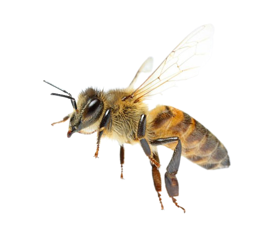 platter with apples and prunes in South Africa, taken by Isabel Dröge